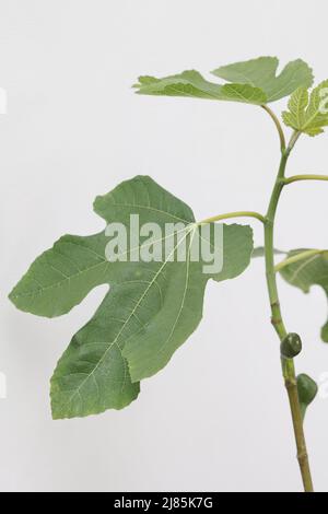 Feige (Figus) Brown Turkey Bild von Antony Thompson - Thousand Word Media, KEINE VERKÄUFE, KEINE SYNDIZIERUNG. Kontakt für weitere Informationen Mob: 07775556610 w Stockfoto