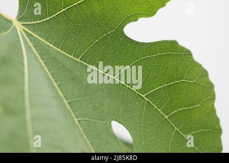 Feige (Figus) Brown Turkey Bild von Antony Thompson - Thousand Word Media, KEINE VERKÄUFE, KEINE SYNDIZIERUNG. Kontakt für weitere Informationen Mob: 07775556610 w Stockfoto