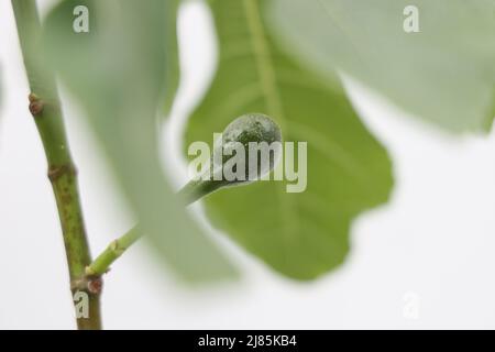 Feige (Figus) Brown Turkey Bild von Antony Thompson - Thousand Word Media, KEINE VERKÄUFE, KEINE SYNDIZIERUNG. Kontakt für weitere Informationen Mob: 07775556610 w Stockfoto