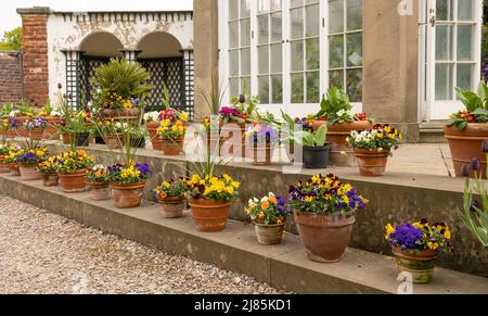 Gartenszene mit Viola-Blumen und Sanvitalia procumbens in Terrakotta-Töpfen Stockfoto