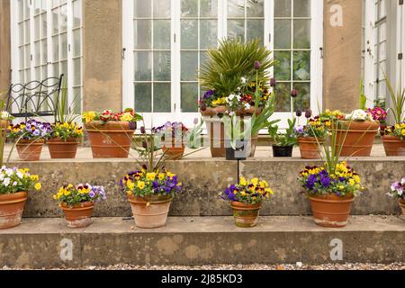 Gartenszene mit Viola-Blumen und Sanvitalia procumbens in Terrakotta-Töpfen Stockfoto
