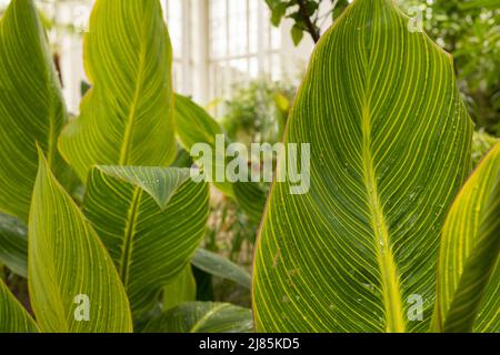 Grüne Pflanzen im botanischen Garten innen. Sonnenschein im Panoramafenster. Frischer natürlicher Hintergrund. Stockfoto