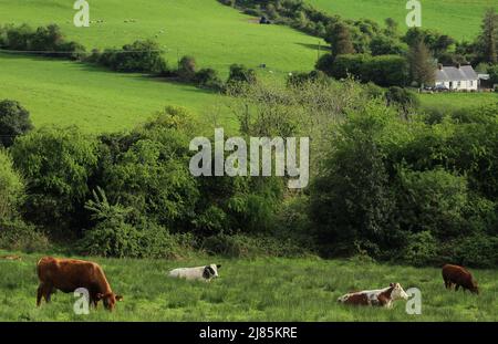 Landschaft der ländlichen Grafschaft Leitrim, Irland mit Viehweiden auf Feldern von Ackerland Weiden mit Hütte eingebettet zwischen Bäumen Stockfoto