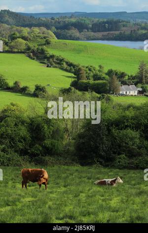 Landschaft der ländlichen Grafschaft Leitrim, Irland mit Viehweiden auf Feldern von Ackerland Weiden mit Hütte eingebettet zwischen Bäumen Stockfoto