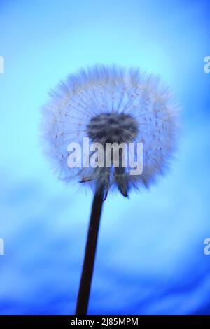 Flauschige Delelonblüte auf glänzend blauem Hintergrund. Stockfoto
