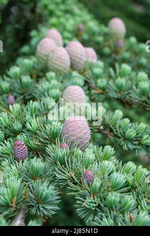 Cedrus atlantica ,Glauca Group, Blue Atlas Cedar, Atlas Cedar, Cedrus libani subsp. Atlantica Glauca Group, Kegel wachsen auf Baum Stockfoto