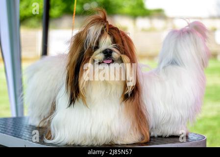 Lhasa Apso und Shih Tzu - drei Hunde präpariert und warten auf eine Hundeschau Stockfoto