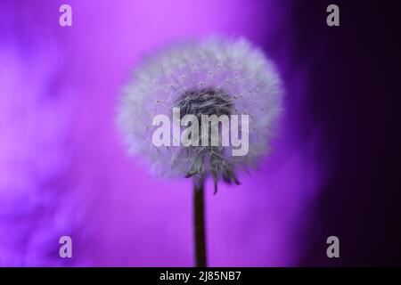 Flauschige Delelonblüte auf glänzendem violettem, magischem Hintergrund. Stockfoto