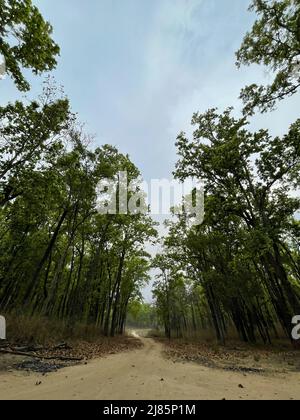 Kanha National Park ( Tiger Reserve ) Landschaft , in Madhya Pradesh Zentral-Indien Stockfoto