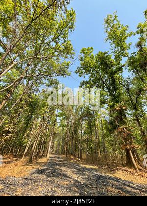 Kanha National Park ( Tiger Reserve ) Landschaft , in Madhya Pradesh Zentral-Indien Stockfoto