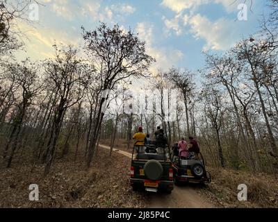 Tourist in während Dschungel-Safari in Pench Tiger Reserve Indien Stockfoto