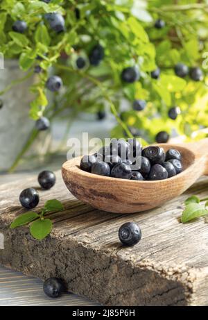 Reife frische Waldbeeren im Holzlöffel auf altem Holzbrett auf grünen Ästen mit Beerenhintergrund. Superfood. Natürliche Lebensmittel. Heidelbeere ist gesund Stockfoto