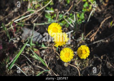 Tussilago farfara allgemein bekannt als Coltsfoot, wild gelbe Blumen wachsen auf der Wiese, natürliches Foto an einem sonnigen Frühlingstag, Draufsicht Stockfoto