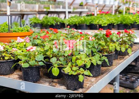 Impatiens walleriana, Topfgartenblumen befinden sich an einem sonnigen Sommertag in einem Gewächshaus Stockfoto