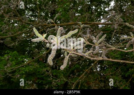 Broussonetia papyrifera in Blüte Stockfoto