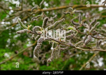 Broussonetia papyrifera in Blüte Stockfoto