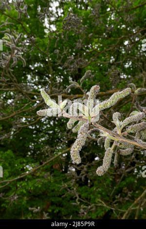 Broussonetia papyrifera in Blüte Stockfoto