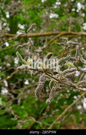 Broussonetia papyrifera in Blüte Stockfoto