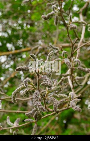 Broussonetia papyrifera in Blüte Stockfoto