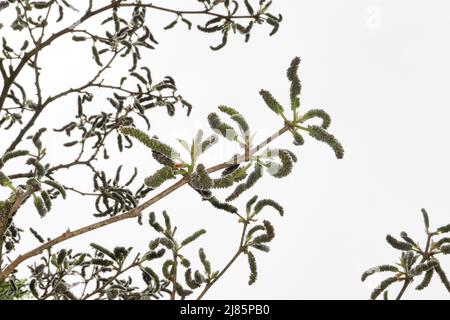 Broussonetia papyrifera in Blüte Stockfoto