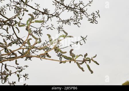 Broussonetia papyrifera in Blüte Stockfoto