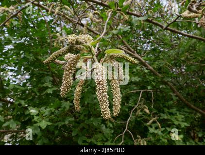 Broussonetia papyrifera in Blüte Stockfoto