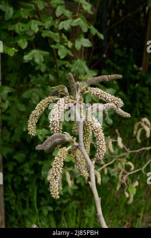 Broussonetia papyrifera in Blüte Stockfoto