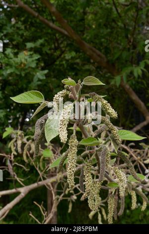 Broussonetia papyrifera in Blüte Stockfoto