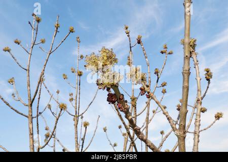 Fraxinus excelsior Baum in Blüte Stockfoto