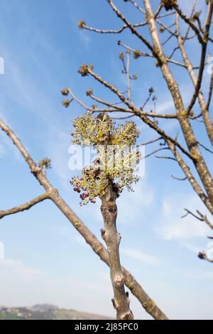 Fraxinus excelsior Baum in Blüte Stockfoto