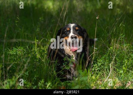 Porträt einer jungen Hündin, Berner Berghündin, die an einem sonnigen Tag am Fuße eines Baumes im Wald im Schatten ruht. Vorderansicht. Spanien Stockfoto