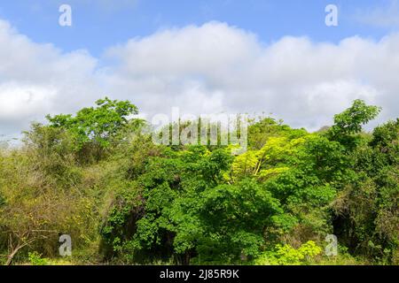 Üppige Vegetation, Yucatan Mexiko Stockfoto