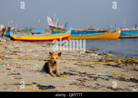 Streunender Hund, der an einem schmutzigen Strand in Tangassery, Thangassery, Kerala, Indien, liegt. Stockfoto