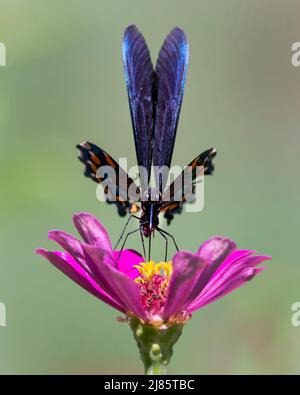 Pipevine Swallowtail Butterfly auf rosa Zinnia Stockfoto