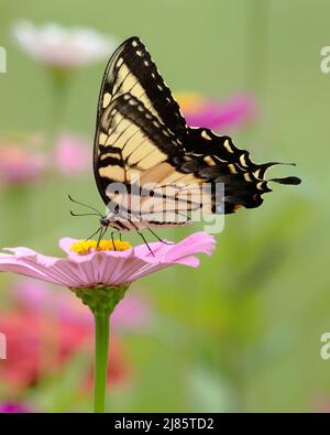 Nahaufnahme eines östlichen Schmetterlings des Tiger-Schwalbenschwanzes auf einer zartrosa Zinnia-Blume. Stockfoto