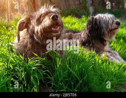 Lustige Haustier Tiere Frühling Hintergrund. Polish Lowland Sheepdog sitzt auf grünem Gras mit rosa Zunge. Cute groß schwarz weiß flauschig lange Wolle dick-c Stockfoto