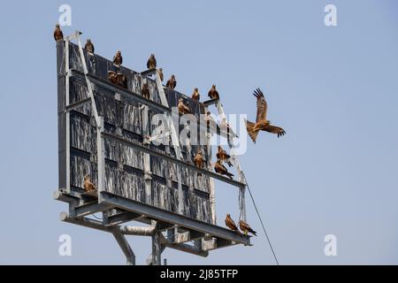 Große Gruppe schwarzer Drachen, die auf dem Rahmen einer großen Plakatwand in Tangassery, Thangassery, Kerala, Indien, sitzen. Stockfoto