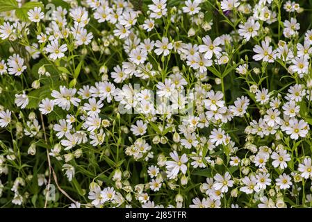 Dies ist ein Stitchwort, auch Datshirts-Knöpfe genannt. Stellaria, wie sie auch genannt wird, blüht hier (im Mai 2022) Stockfoto