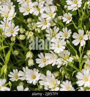 Dies ist ein Stitchwort, auch Datshirts-Knöpfe genannt. Stellaria, wie sie auch genannt wird, blüht hier (im Mai 2022) Stockfoto
