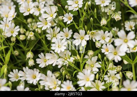 Dies ist ein Stitchwort, auch Datshirts-Knöpfe genannt. Stellaria, wie sie auch genannt wird, blüht hier (im Mai 2022) Stockfoto