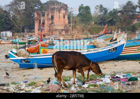 Kuh, die in einem Müllhaufen am Strand in Tangassery, Thangassery, Kerala, Indien, nach Nahrung sucht. Stockfoto