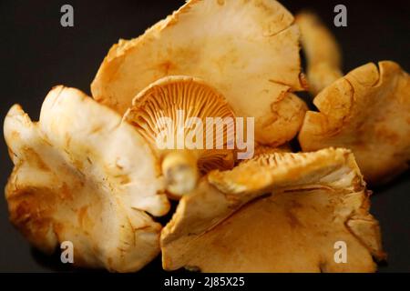 Pfifferlinge - Chanterelle Pilze auf einem Tisch. Stockfoto