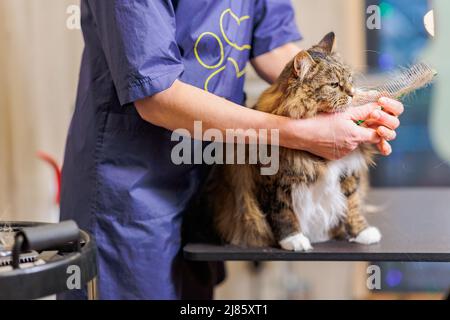 Hintergrund der Katzenpflege. Tierarzt Bürsten Katze. cear von Haustieren Stockfoto