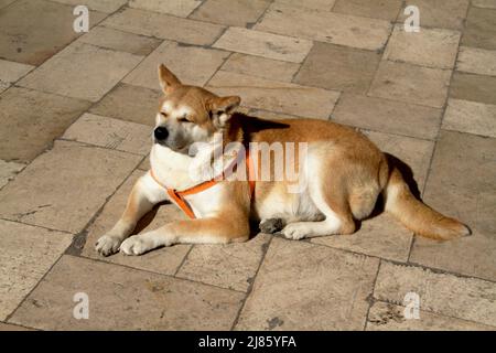 Shiba Inu Hund sitzt Stockfoto