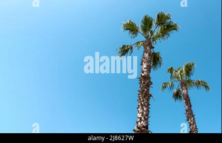 Zwei Palmen vor blauem Himmel an sonnigen Sommertagen Stockfoto