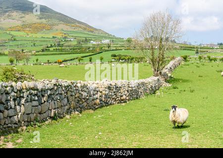 Traditionelle Trockenmauern, die in den Mourne Mountains, Nordirland, üblich sind. Stockfoto