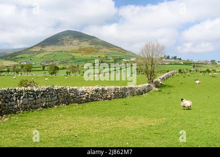 Traditionelle Trockenmauern, die in den Mourne Mountains, Nordirland, üblich sind. Stockfoto