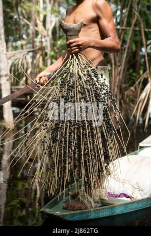 Mann hält ein paar frische acai-Frucht in amazonas Regenwald im Sommer sonnigen Tag. Konzept von Umwelt, Ökologie, Nachhaltigkeit, Biodiversität. Stockfoto