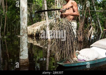 Mann hält ein paar frische acai-Frucht in amazonas Regenwald im Sommer sonnigen Tag. Konzept von Umwelt, Ökologie, Nachhaltigkeit, Biodiversität. Stockfoto