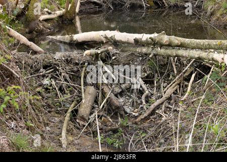 Eurasian Beaver (Castor Fiber) Mutter Norfolk GB UK Mai 2022 Stockfoto